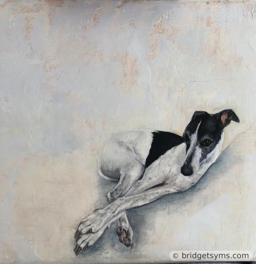Whippet reclining