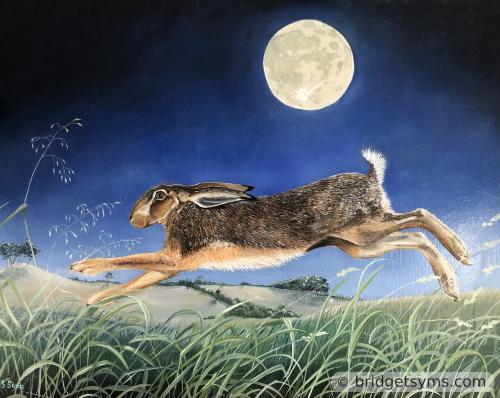 Brown Hare under Full moon