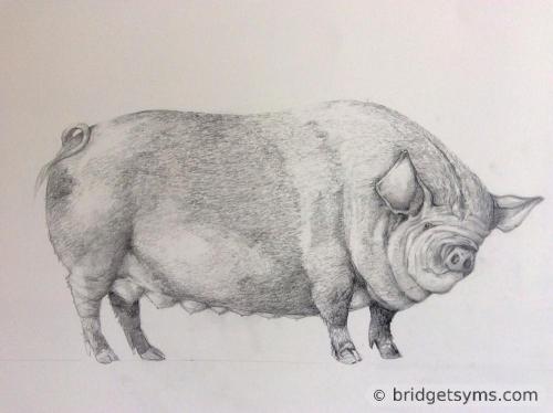 Drawing of a pig