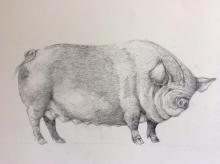 Drawing of a pig