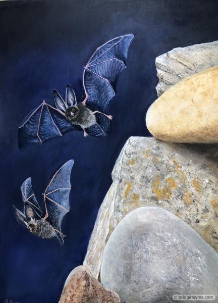 Bats flying over Boulders