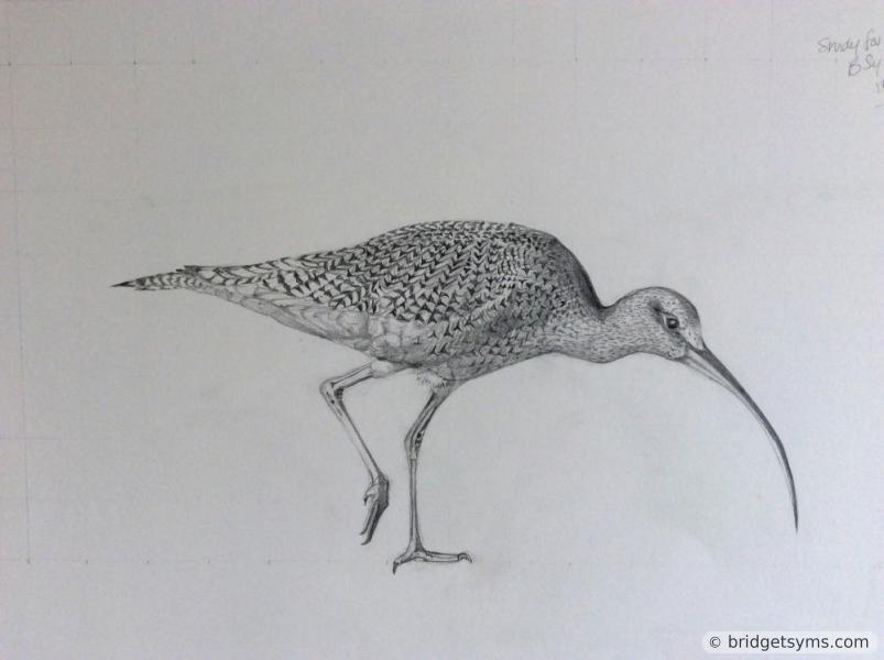 Drawing of a bird