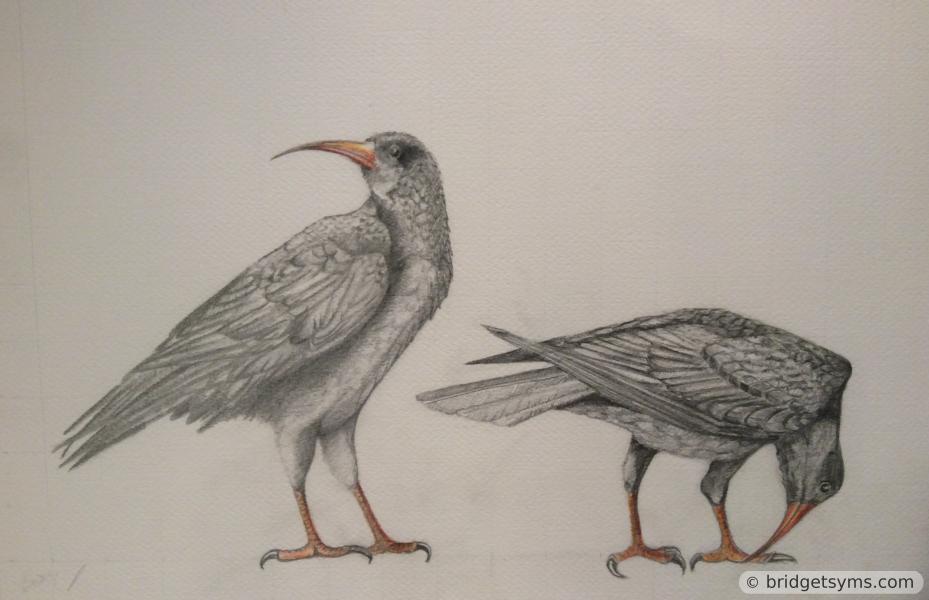 Cornish Choughs