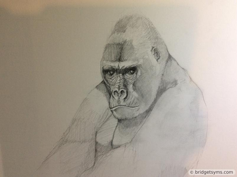 Lowland Gorilla